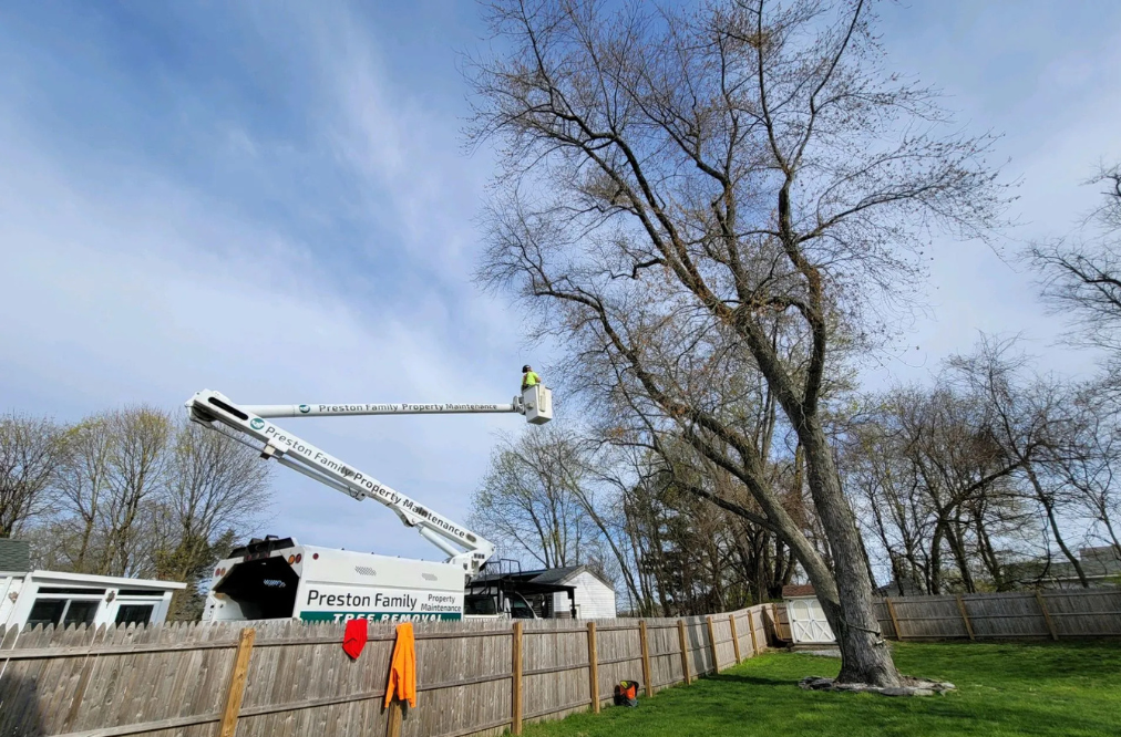 Bucket truck operator assessing tree for removal