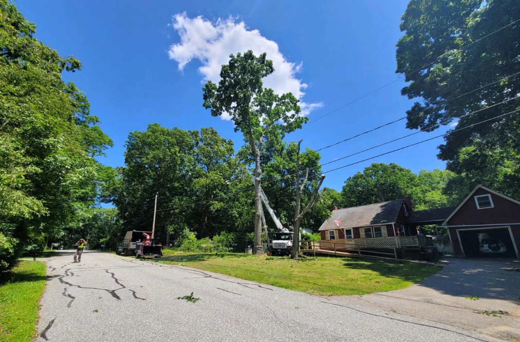 Precision tree removal near power lines