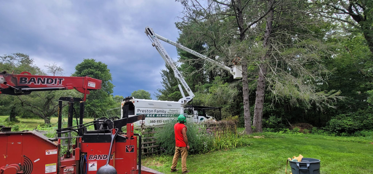 worker in bucket truck removing limbs from a tree