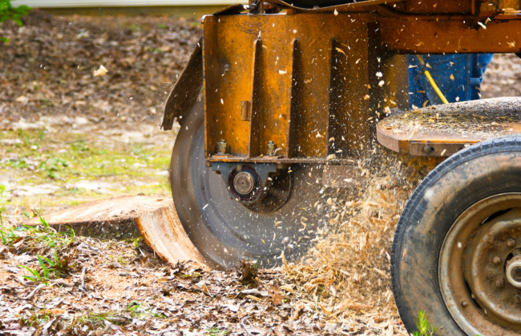 tree stump being ground out