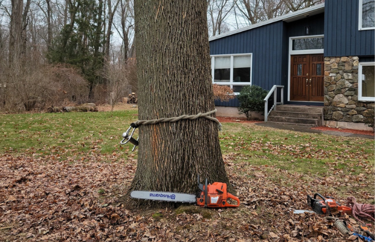 chainsaw and rigging equipment next to tree being prepped for removal